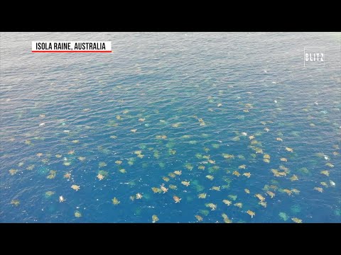 Australia, lo spettacolare "mare di tartarughe"