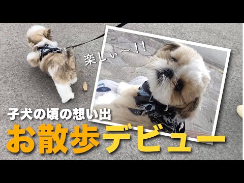 【シーズー】お散歩デビュー！〜子犬の頃の想い出〜【045】