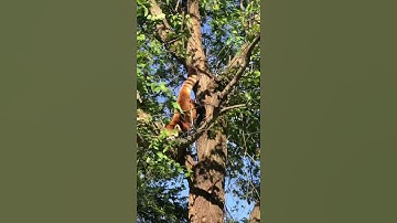 Red panda Suva climbing down tree