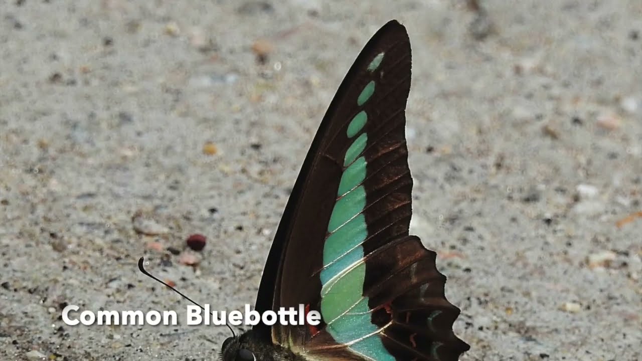 Family Papilionidae Butterflies - gorgeously beautiful!