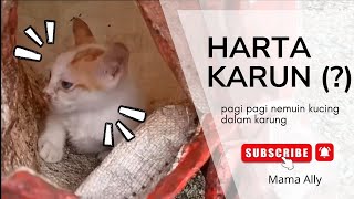 Pagi-pagi nemu harta Karun|kucing dalam karung