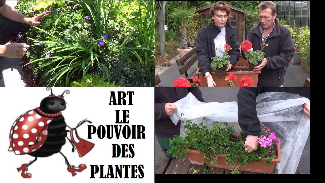 Taille, entretien et hivernage du Géranium sanguineum 🌸 Astuces pour vos vivaces en jardinière !