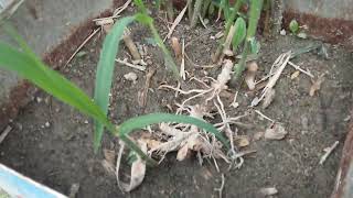 Maralfalfa Ve Kış. Maralfalfa Yerine Ekilebilecek Kışa Dayanıklı Yeni Bitki. Miscanthus Giganteus