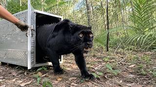 Watch These Animals Being Freed for the First Time