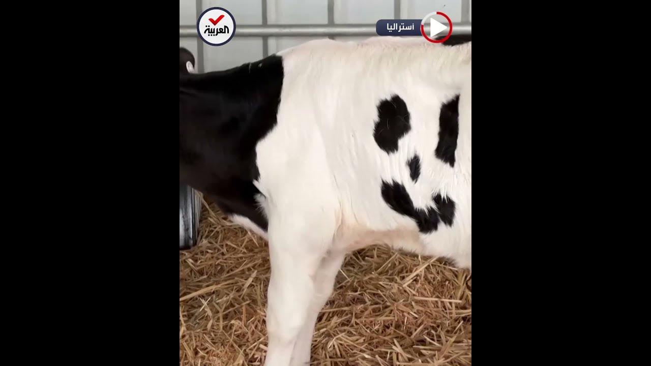  ..       
 - نشر قبل 4 ساعة