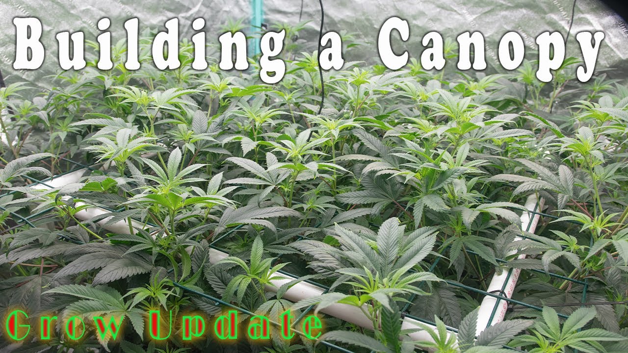 My Organic No-Till Garden Tour (Beginners Guide)