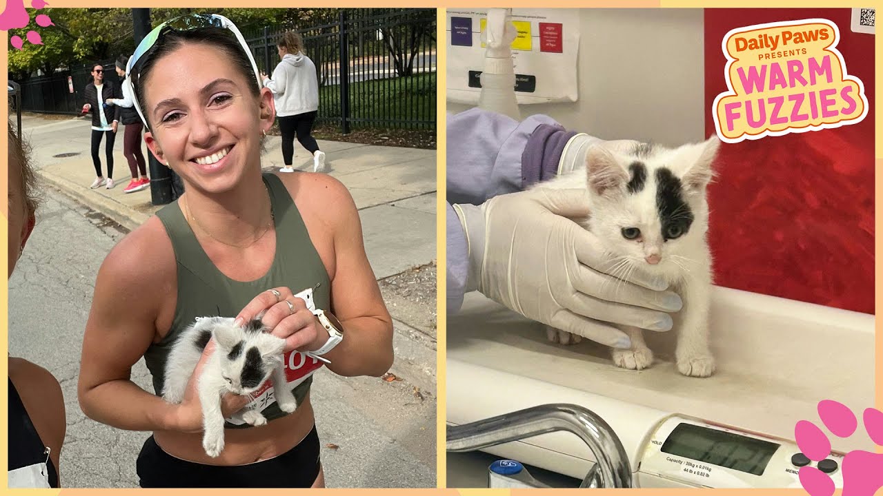 Casper: The Littlest, Luckiest Kitten at the Chicago Marathon | Warm ...