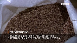 видео: Где растёт гречка? картинка: Где растёт гречка?