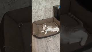 allergy to mice #cat #mouse #sagan #animallife #shortvideo #kitten #crazz #animals #funny #frends allergy to mice #cat #mouse #sagan #animallife #shortvideo #kitten #crazz #animals #funny #frends