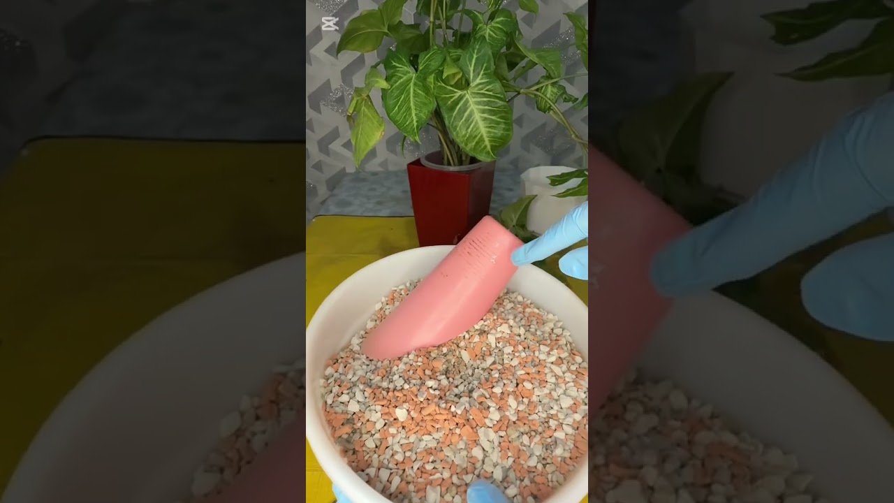 N°-457. СЕНГОНИУМ ГУЛИНИ ПАРВАРИШИ ТУПРОГИ ВА КУПАЙТИРИЛИШИ❤️❤️❤️