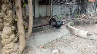 Turkey Vs Rooster