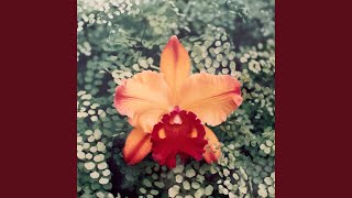 Please don't take the flowers - Adele Rae
