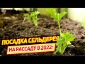 Посадка сельдерея на рассаду в 2022 году