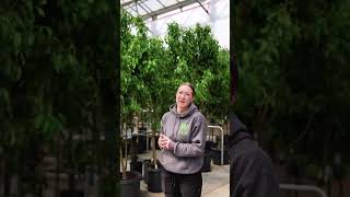 The trees are rolling in at Wilson's Lifestyle Centre 🌳🤍 From combination apple trees and silv...
