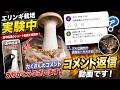 【コメント返信】エリンギ栽培、コメント欄がざわついてます…🍄‍🟫 #リボベジ