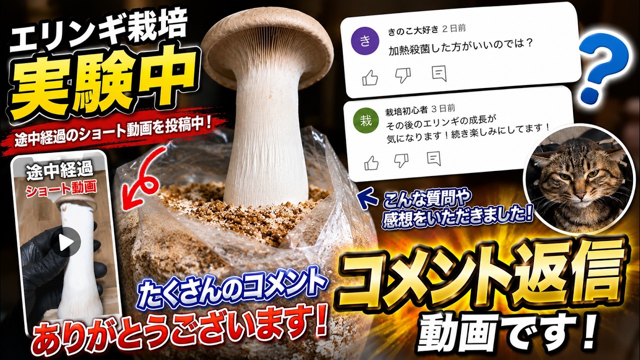 【コメント返信】エリンギ栽培、コメント欄がざわついてます…🍄‍🟫 #リボベジ