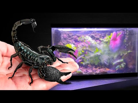Building a dream home on my desk for my Scorpion.