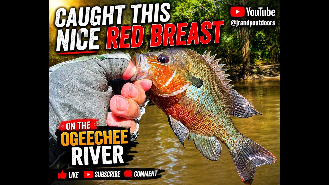 Caught A Beautiful Red Breast On The Ogeechee River! #ogeecheeriver #bassproshop #satillaspinbait