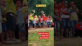 Lomba Merpati Balap Giringan B Mulai Memanas shorts