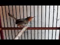 Suara Prenjak Klawu Gacor Dor Masteran Pikat Burung Cinenen Paling Ampuh Pasti Langsung Nyaut Mp3 - Mp4 Download