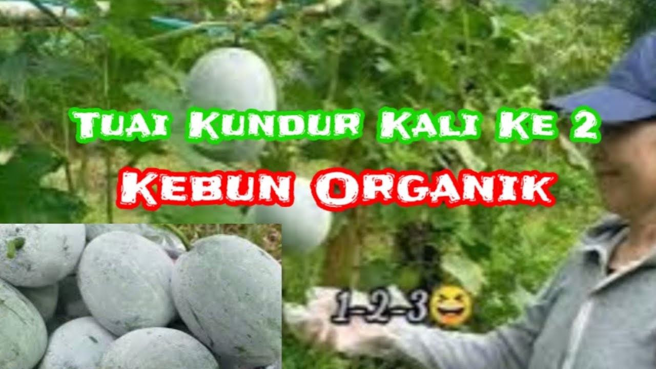 Tuai Buah Kundur kali ke 2 #Tuaibuahkundurkali2 #Roslinsherlyn