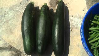 First Green Bean and Zucchini Harvest of 2011!