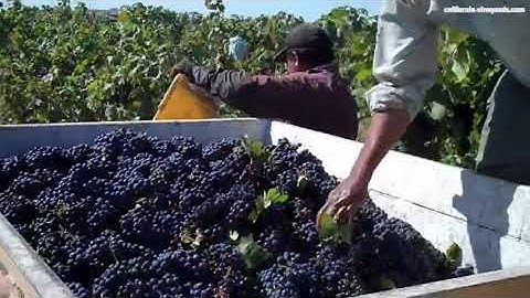 How to Hand Harvest Winegrapes