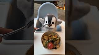 The Cutest Penguin On The Internet Full Relaxing Video