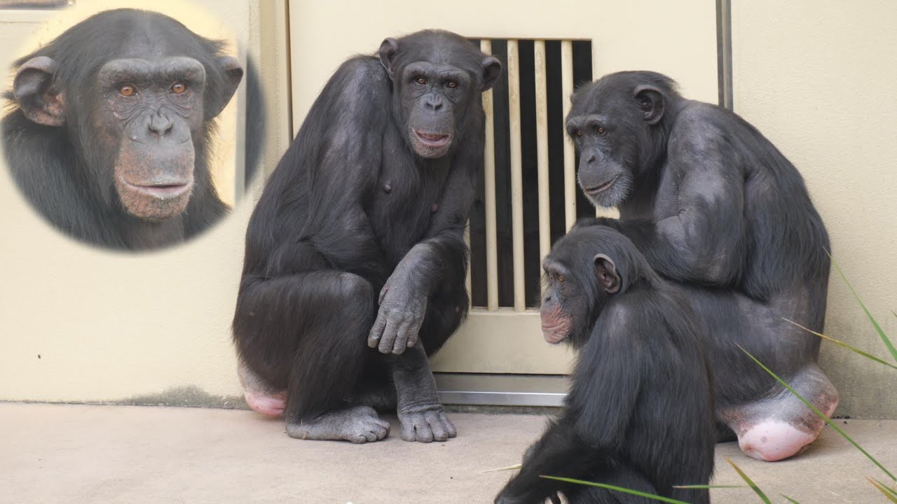 Choe ＆ Roger Higashiyama Zoo Chimpanzee 202512 - YouTube