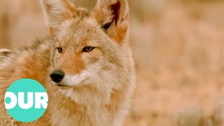 Incredible Story Of A Coyote & The Last Free Condor In The Grand Canyon | Our World