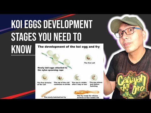 Koi eggs development stages you need to know