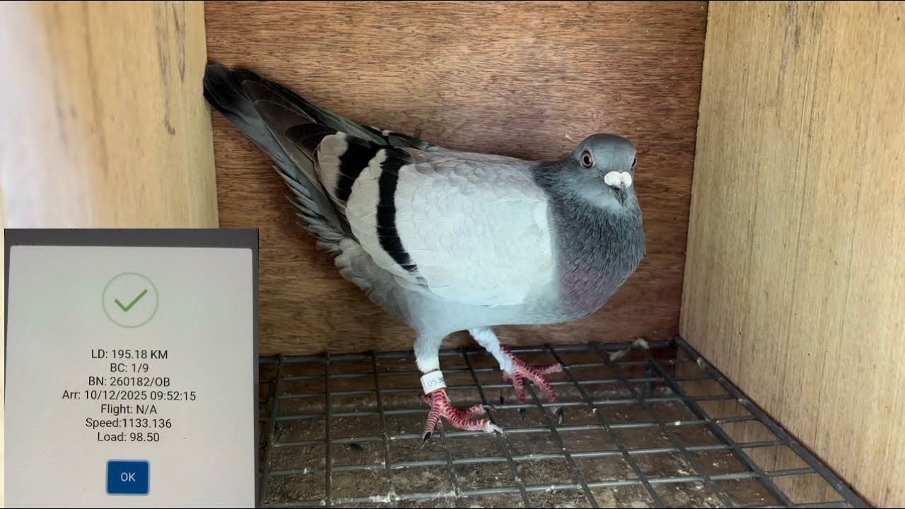 SOUTH RACE 1ST LAP DERBY OPEN CATEGORY | 100 DAYS CHALLENGE | 195KM AIR DISTANCE🏁🏁🏁