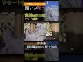 ここでお参りすると願いが叶います。龍神が住む池【神泉苑】京都パワースポット #shorts