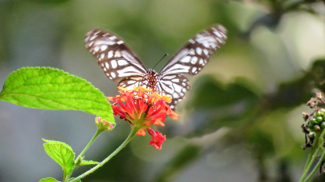 Glassy Tiger Butterfly  | Forest Song | Bird Sounds 