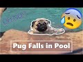 Pug Can't Swim, Falls in Pool!!!
