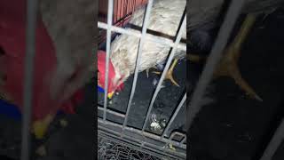 3/4/25 Hawk attack update