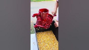 Shelling Corn with Cast Iron Corn Sheller #cornsheller