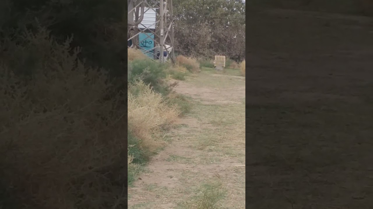 صيد البلبل بشبك