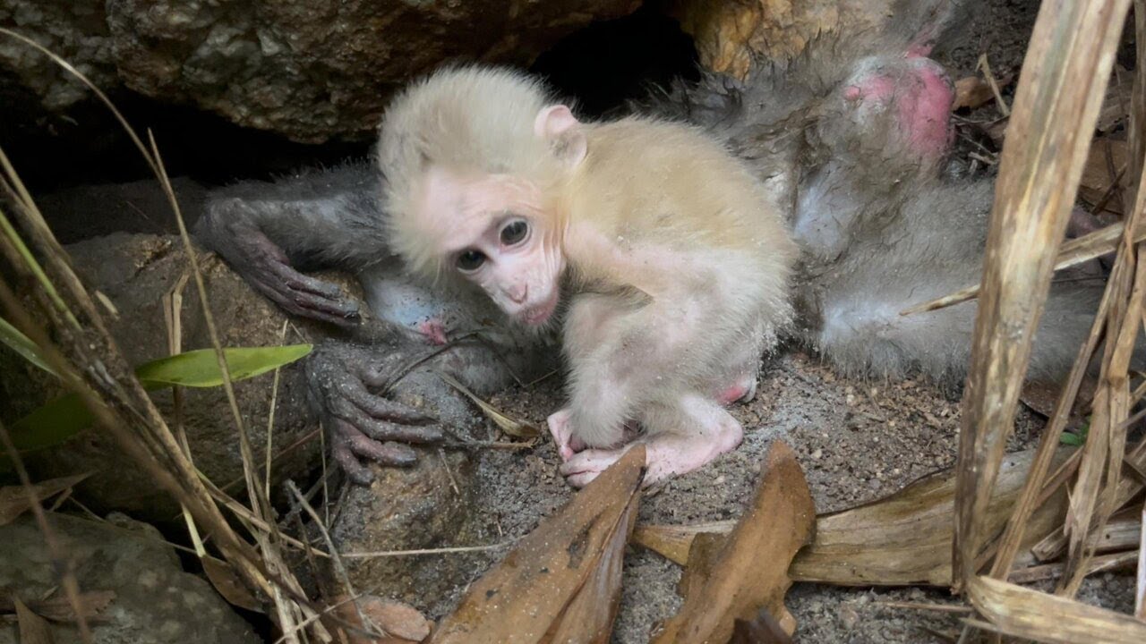 Adopt a poor baby monkey because he lost his mother!