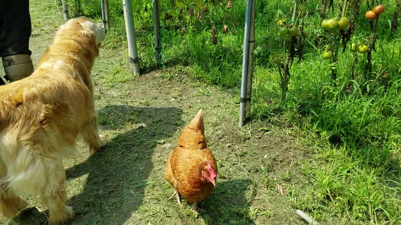 癒し動画 うさぎ 畑に鶏とゴールデンリトリバー居る日常風景