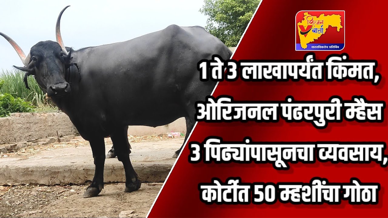 1ते 3 लाखापर्यंत किंमत,ओरिजनल पंढरपुरी म्हैस,3 पिढ्यांपासून सुरू आहे व्यवसाय,कोर्टीत  50म्हशींचागोठा