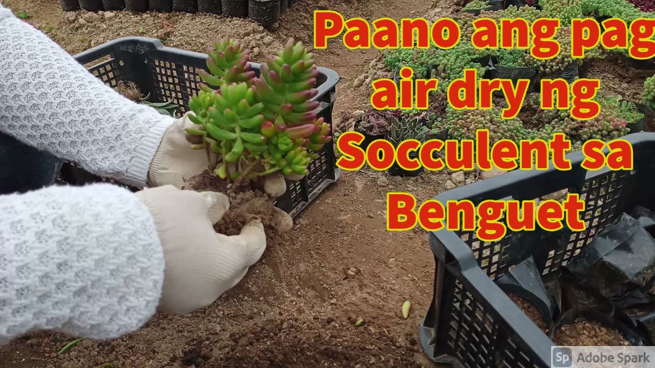 HOW TO AIR DRY SUCCULENT
