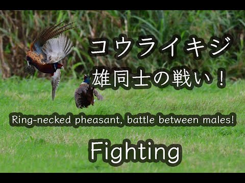 【外来種】コウライキジ雄同士の戦い！！Ring-necked pheasant, battle between males! Fighting!4K Wild Birds