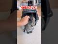 病院帰りの猫 #ねこチャックの日常 #cat #三毛猫 #猫 #猫好きさんと繋がりたい #子ネコ #ねこ