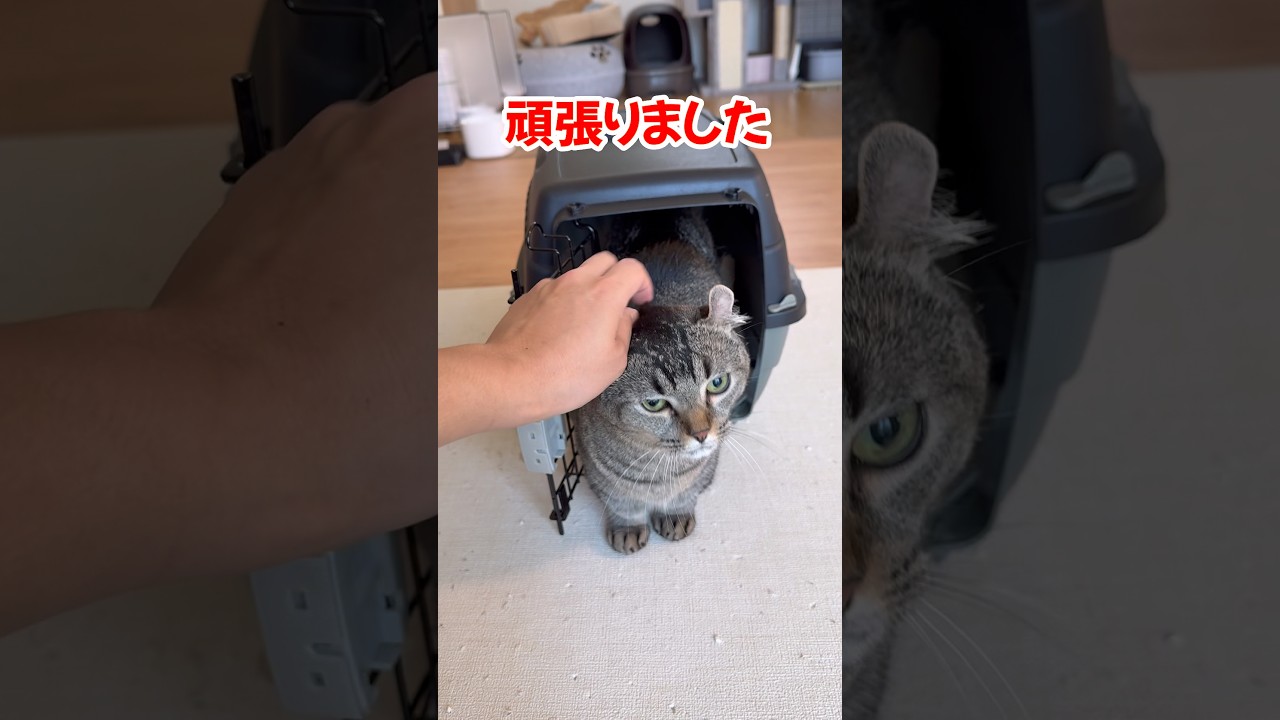 病院帰りの猫 #ねこチャックの日常 #cat #三毛猫 #猫 #猫好きさんと繋がりたい #子ネコ #ねこ