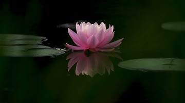 "Peace After the Storm" | A Song of Renewal and Resilience