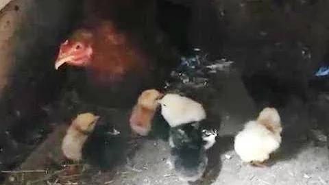 Цыплята вывелись.  Можно ли давать цыплятам пшено ?