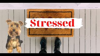 5 signs your yorkshire terrier is stressed / Yorkshire terrier life