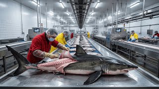 Inside the Shark Cartilage Processing Plant – The Controversial $50 Million Industry (Full Process)