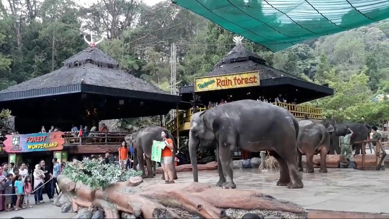 Pertunjukan Gajah Sumatera Di Taman Safari Bogor